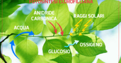Fotosintesi clorofilliana