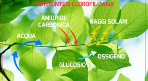Fotosintesi clorofilliana
