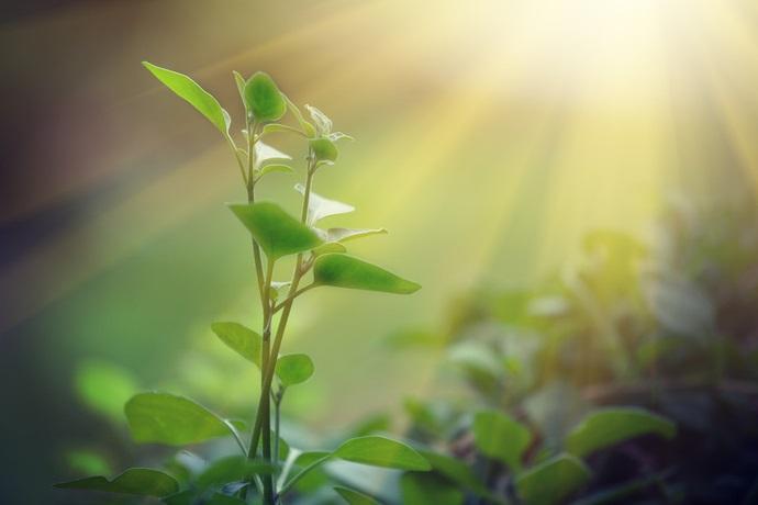 La fotosintesi clorofilliana e il potere del sole