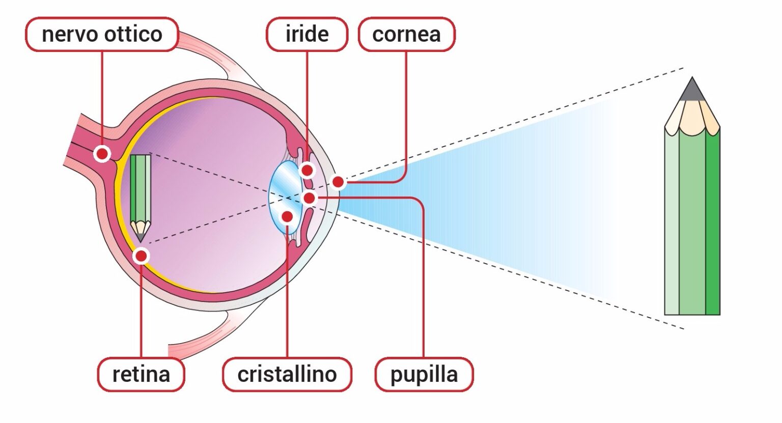 Il Set Della Gente In Vista I cinque sensi: la vista - ScuolaMania